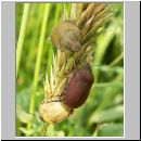 Eurygaster maura - Gemeine Getreidewanze 02.jpg